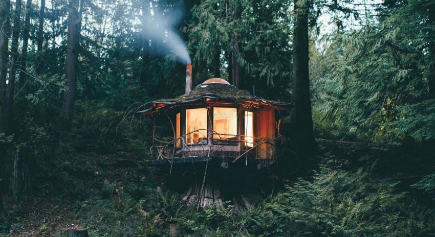 cozy forest