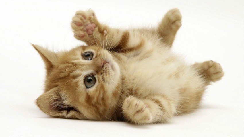 cute kitty