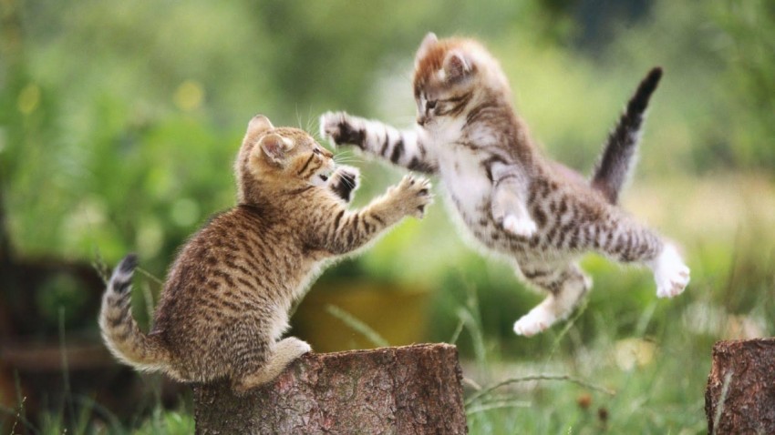 fighting kitty