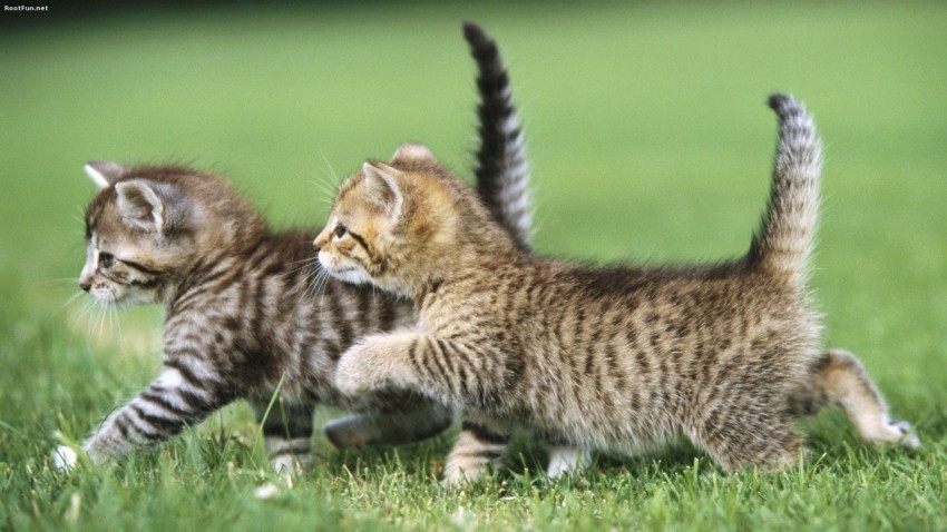 walking cats