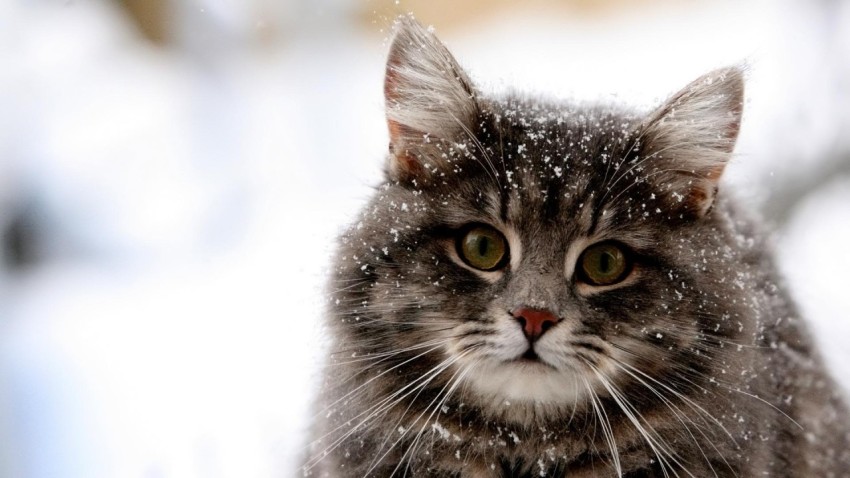snow cat
