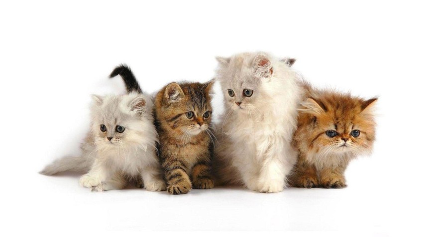 kittens