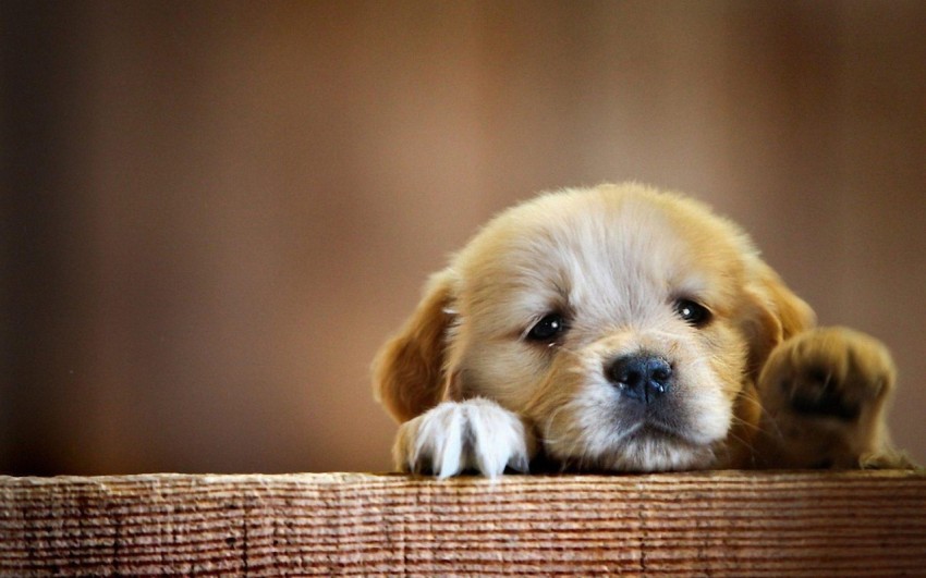 puppy