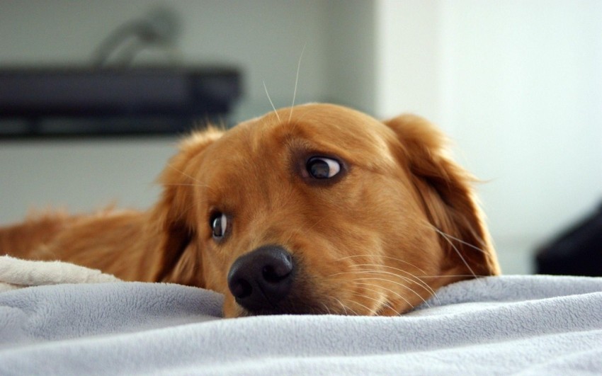 doe eyes dog