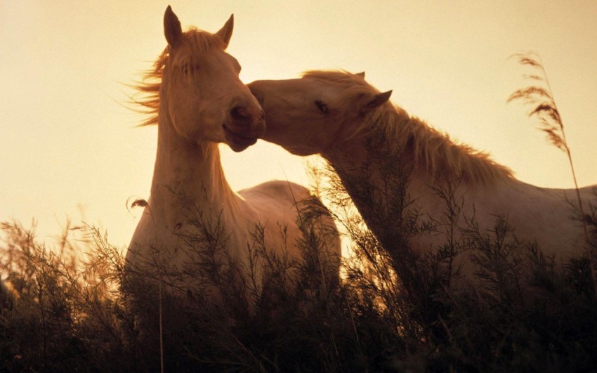 horses
