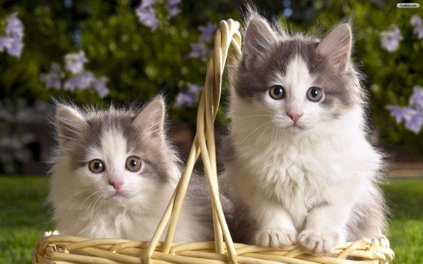 cats