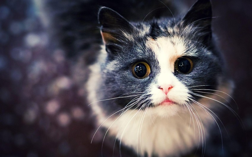 big eyes cat