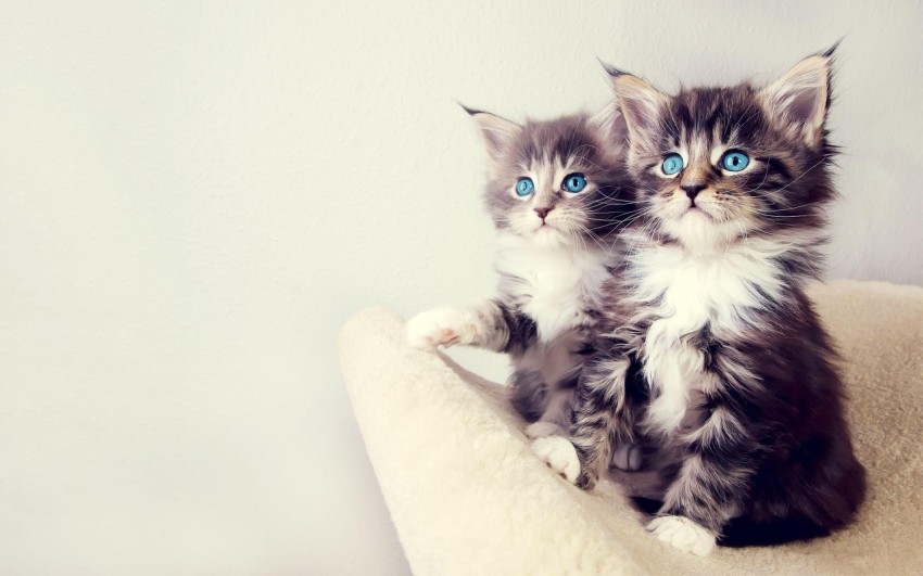 blue eyes kitty
