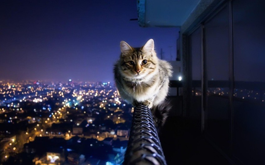 staring cat