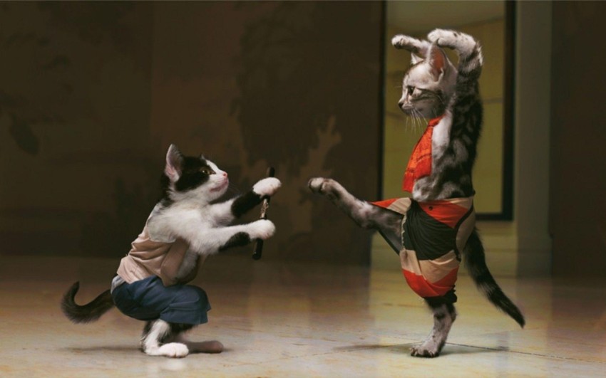kung fu cats