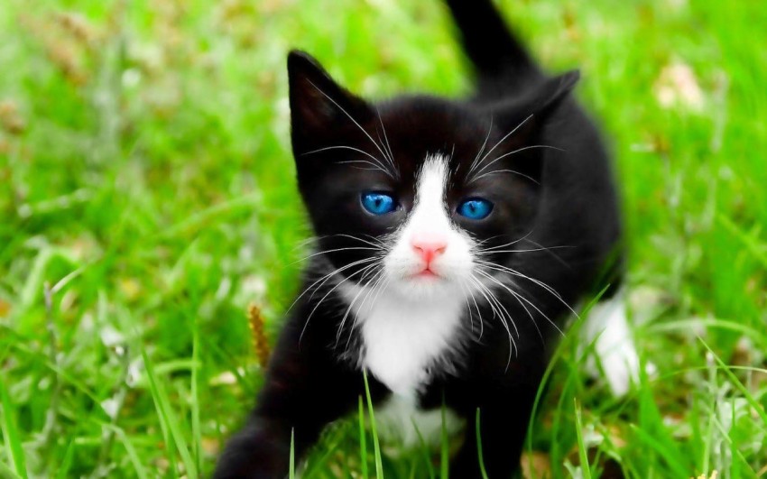 black cat