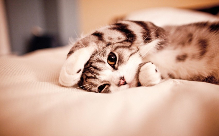 sleeping cat