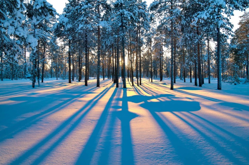 cozy winter forest