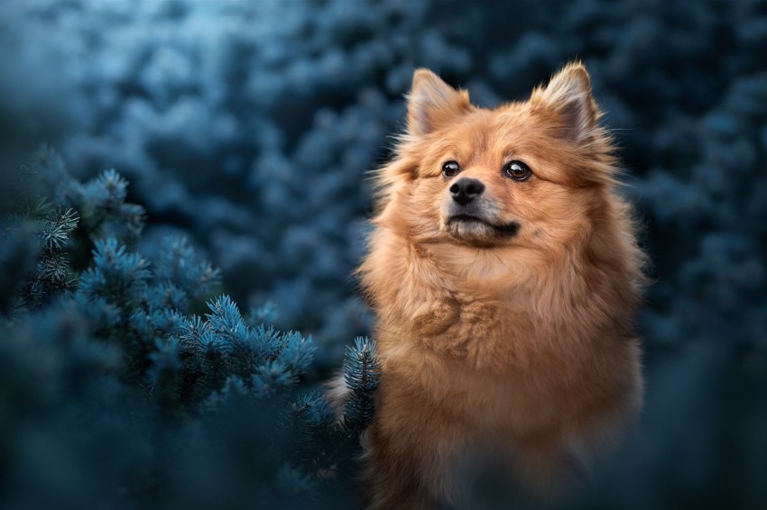 wallpapersden com pomeranian hd 2048x1365