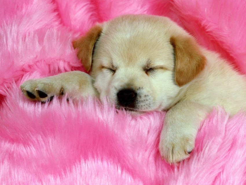 fluffy dog