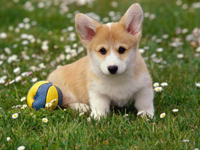 cute dog