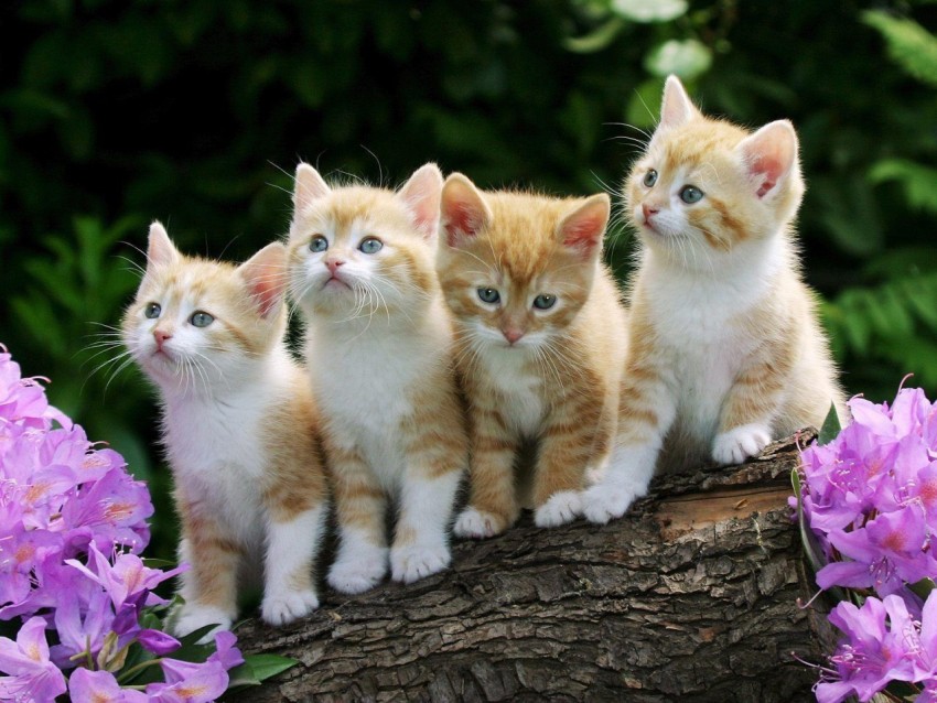 kitty