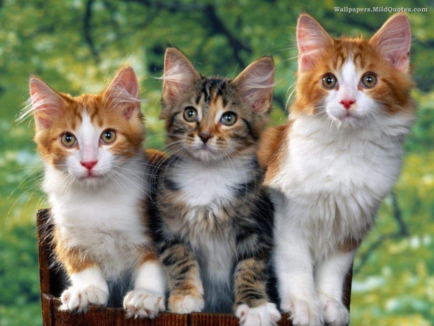cats in basket